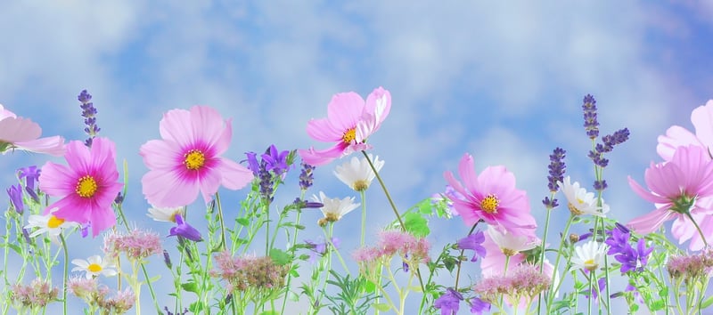 Whimsical Fairy World
