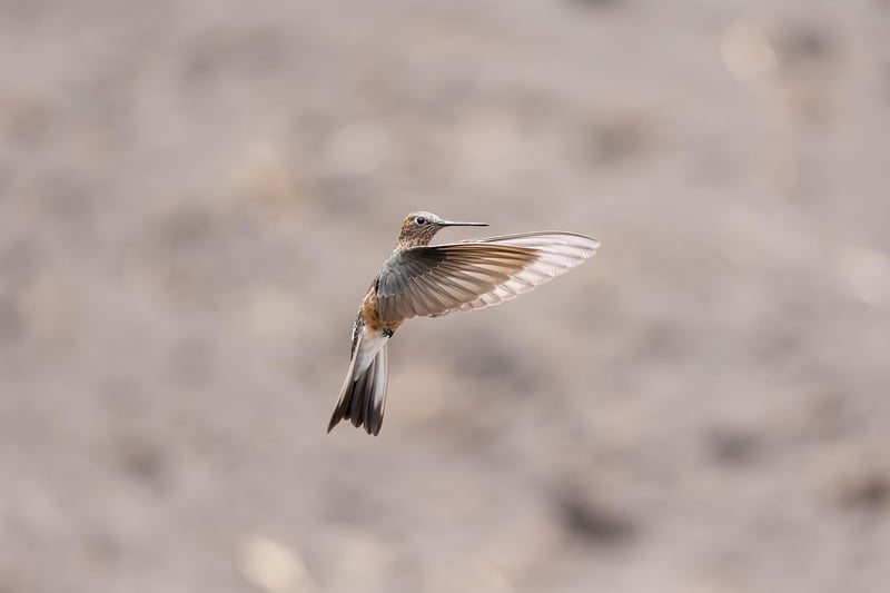 Hummingbird