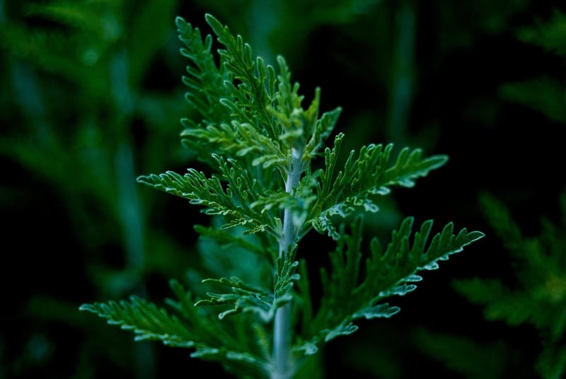 Mugwort Plant